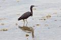 Reef Egret (grey morph)
